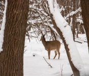 2019 02 FortSnelling 004